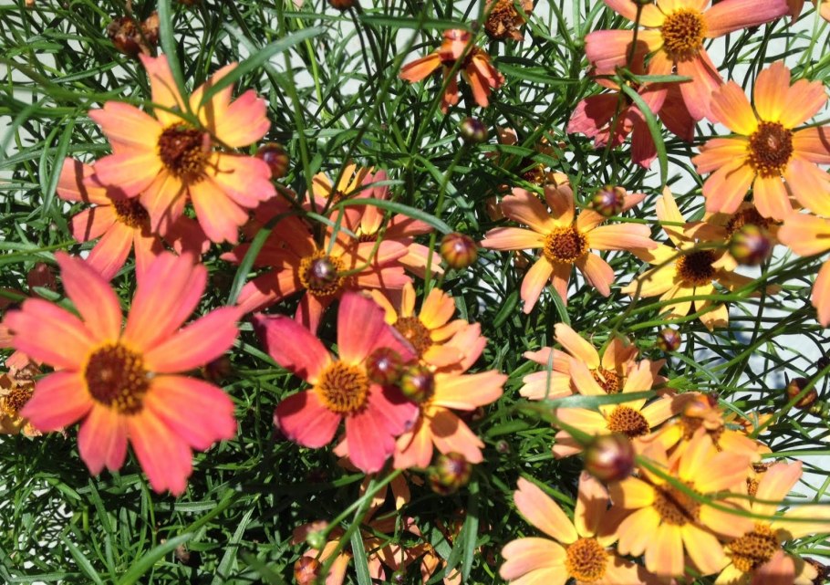 Букет кореопсисов в темноте