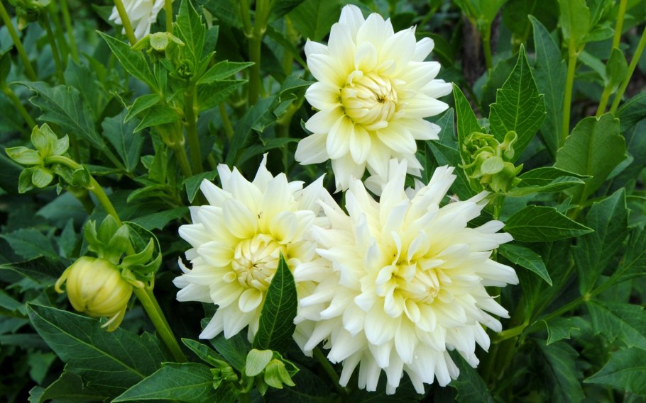 Люстра Freya Esme fr1005pl-05g