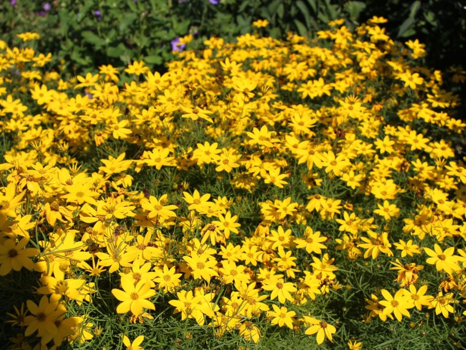 Череда трёхраздельная (Bidens tripartita)