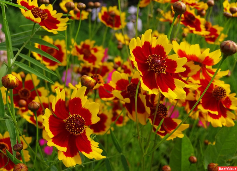 Череда трехраздельная, золотушная трава