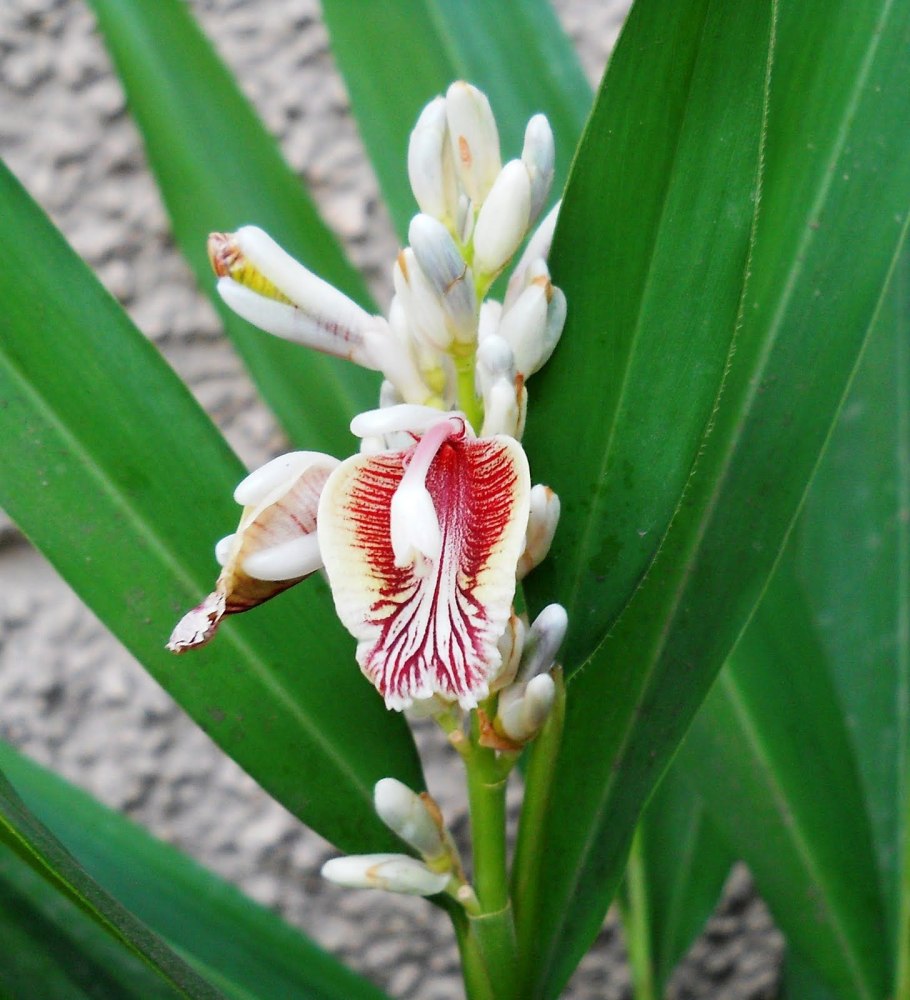 Alpinia officinarum