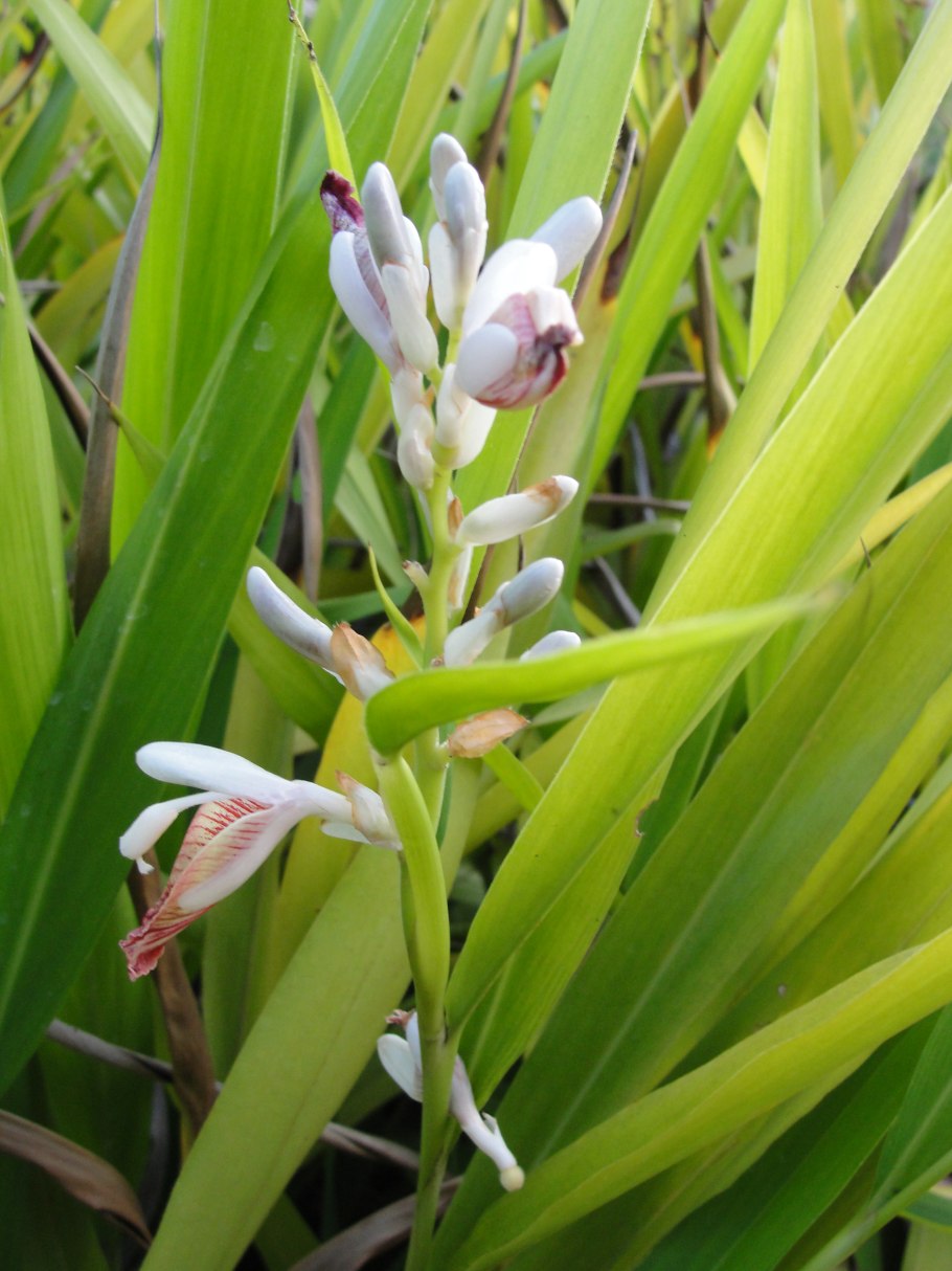 Alpinia malaccensis