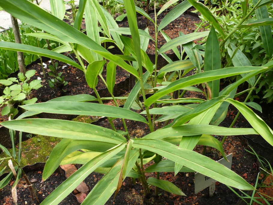 Галанга Альпийская