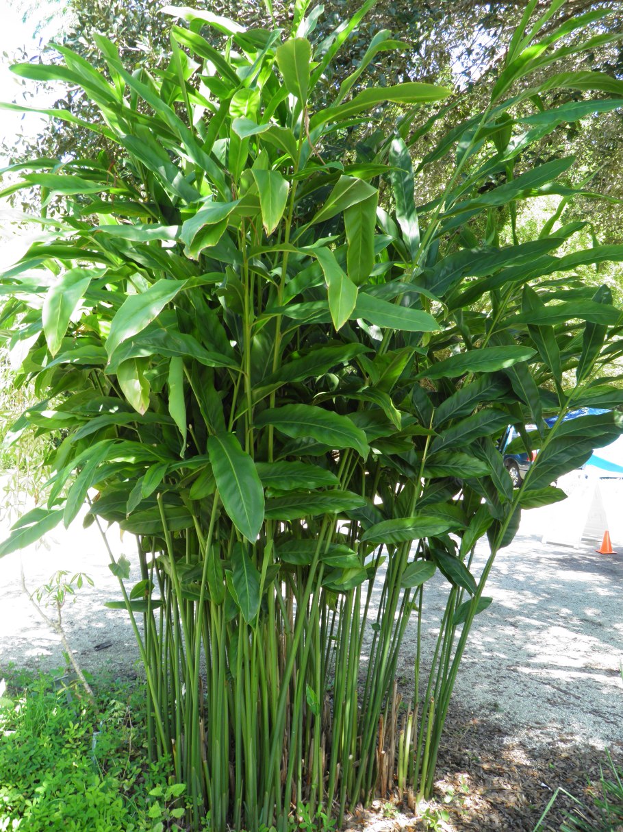 Корневище альпинии лекарственной