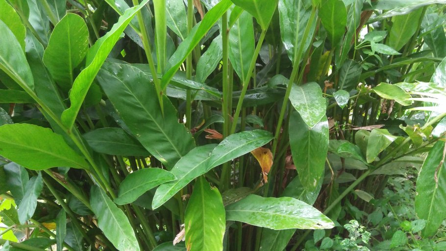 Галангал цветет