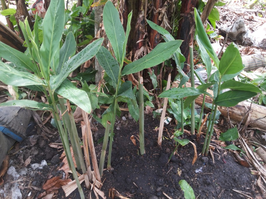 Корень калгана (Альпиния галанга)