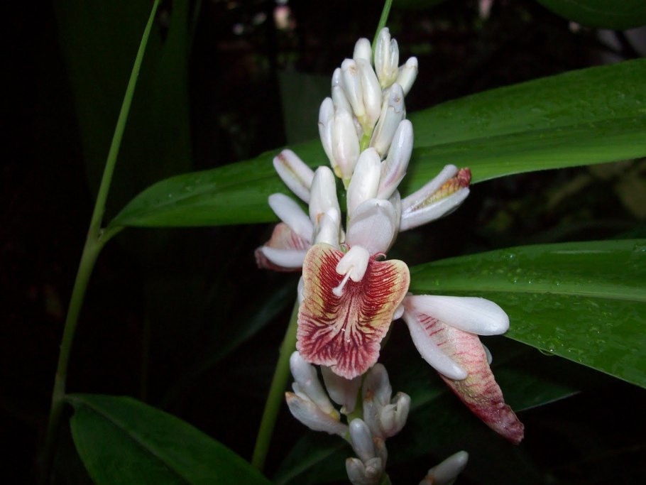 Галанга Альпийская