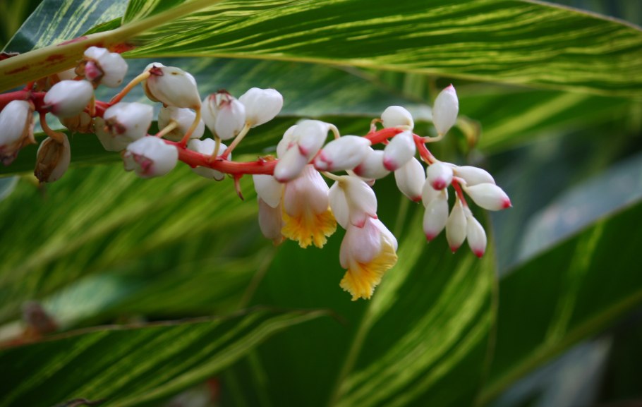 Альпиния пониклая