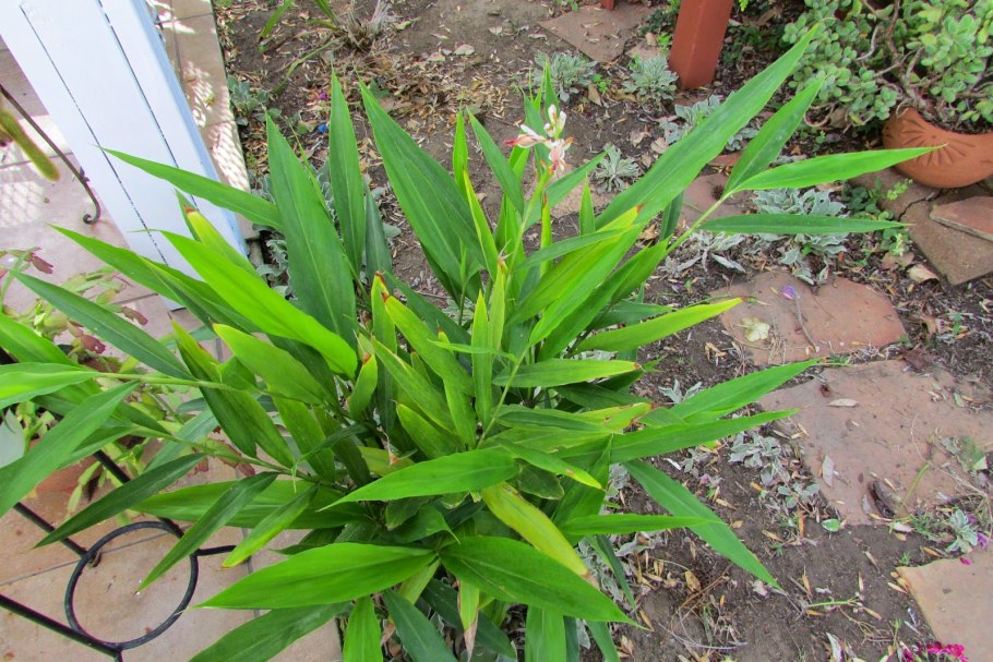 Alpinia officinarum
