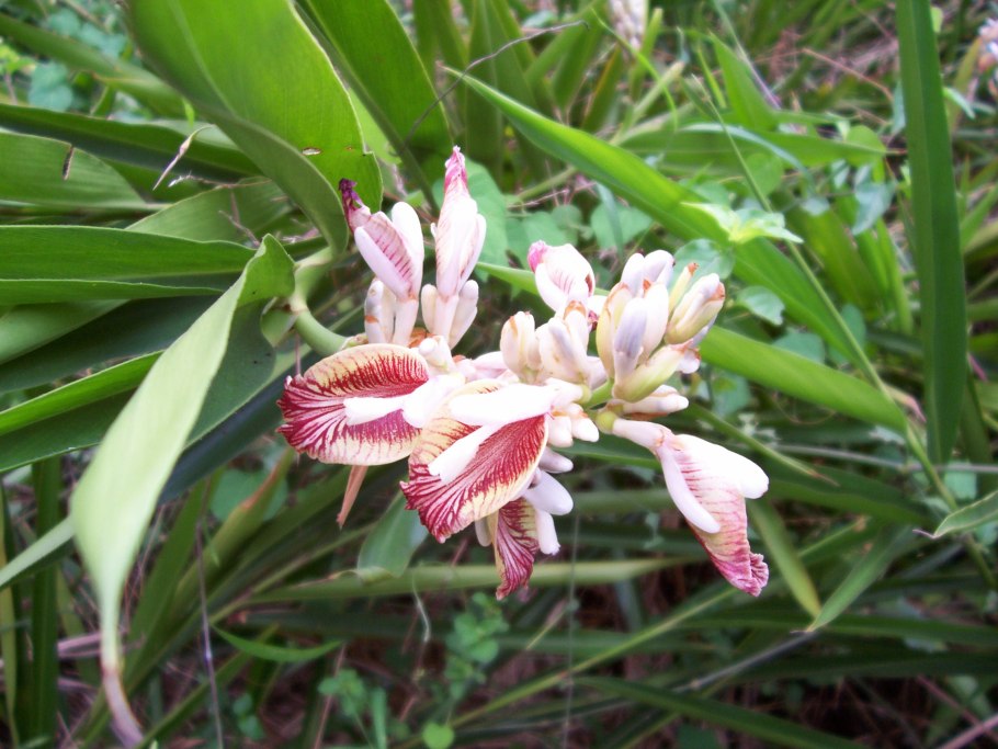 Alpinia pumila