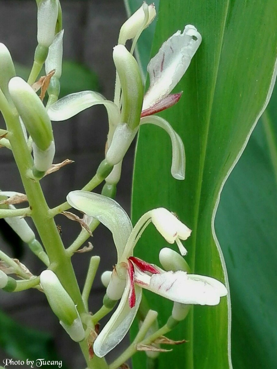 Альпиния галанга корень