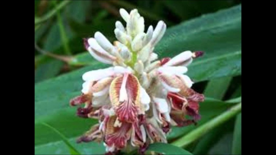 Галангал 50гр