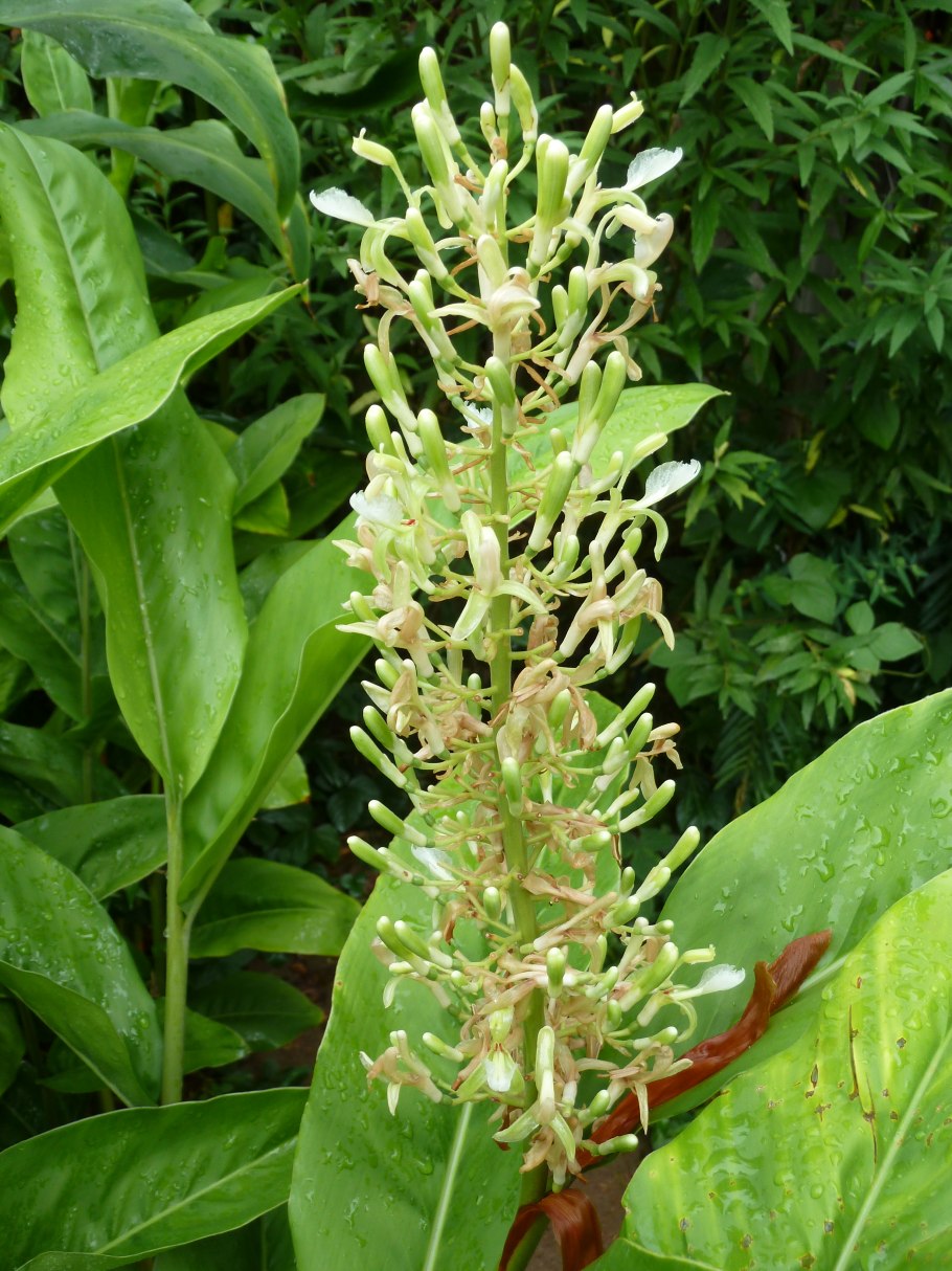 Галангал фото