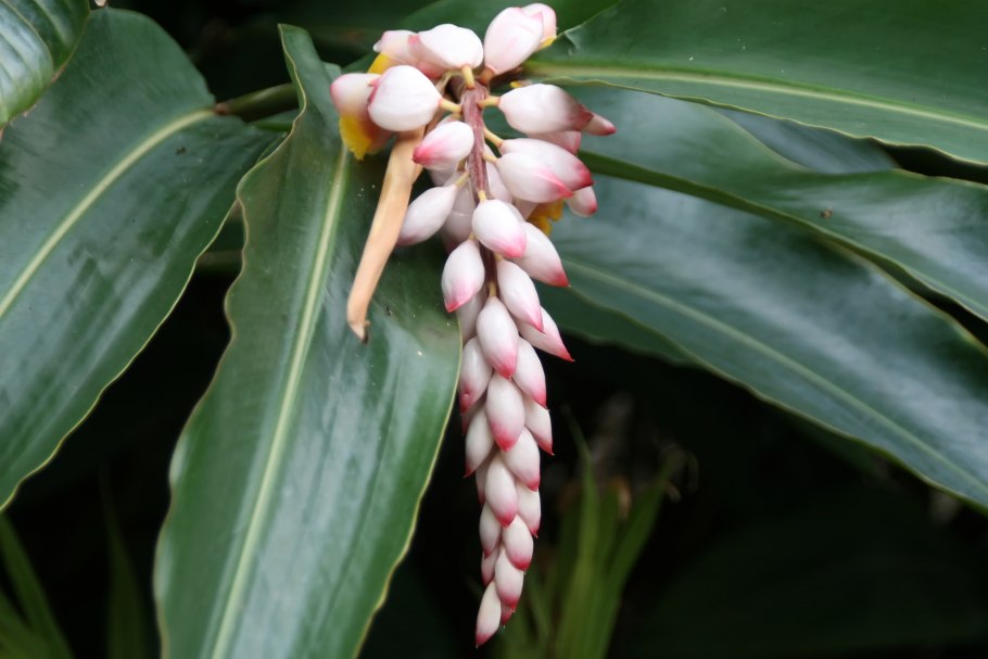 Альпиния церумбет Вариегата