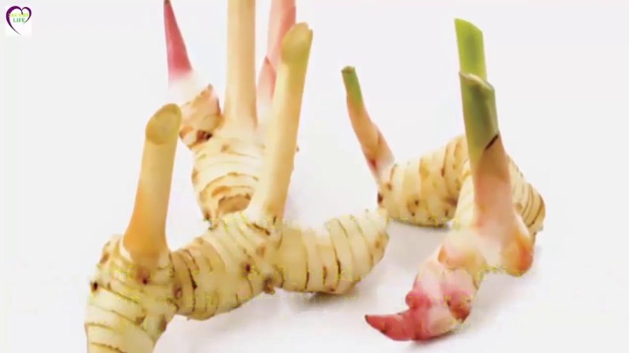 Альпиния пониклая