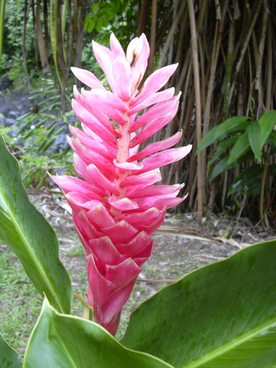 Имбирь растение