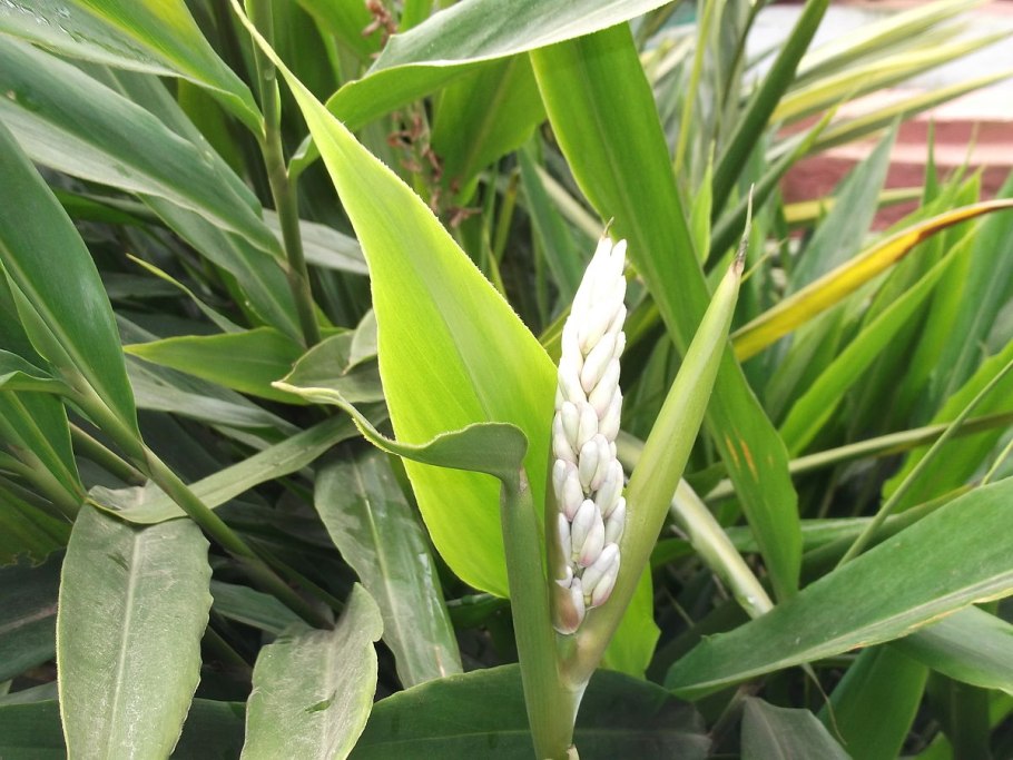 Альпиния галанга корень