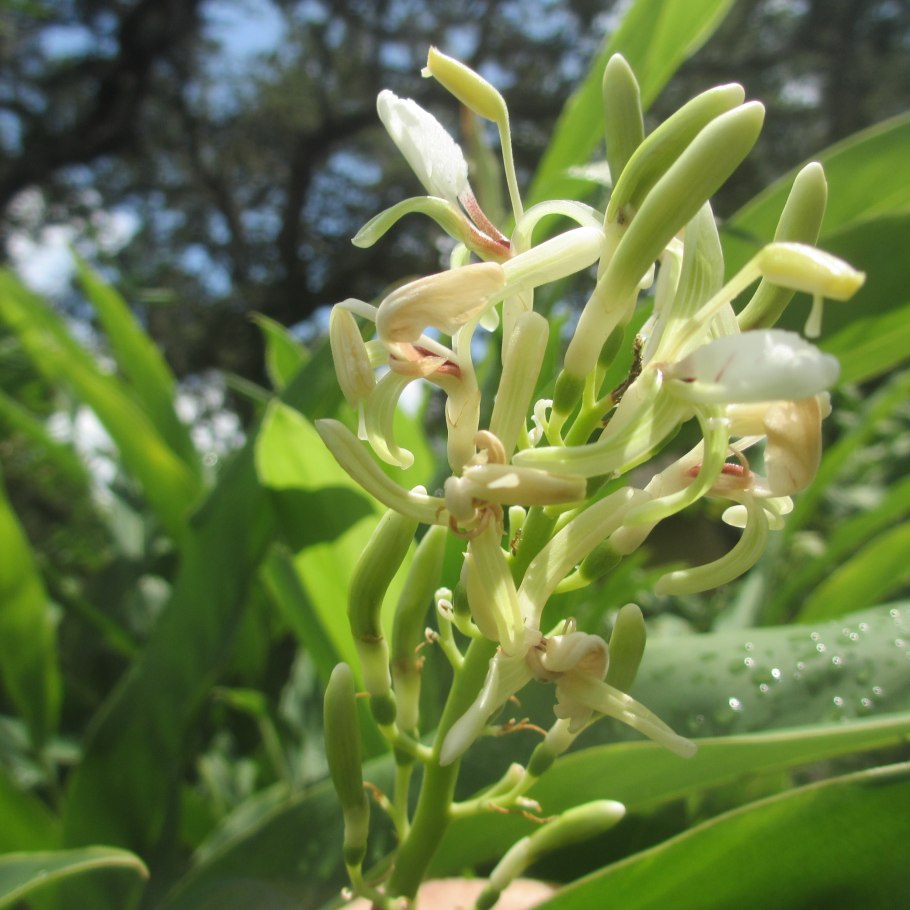 Выращивает галангал на даче
