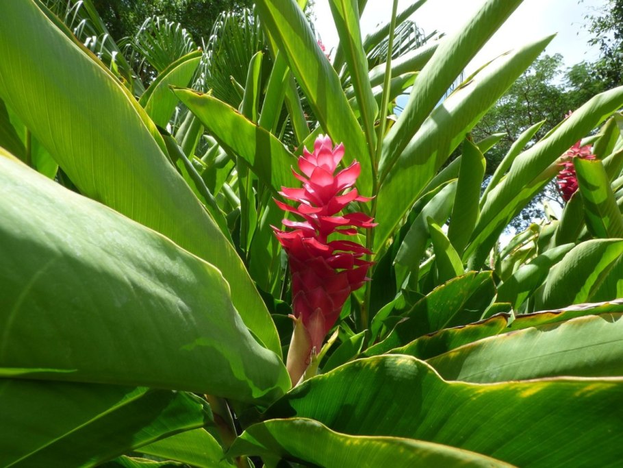 Alpinia officinarum