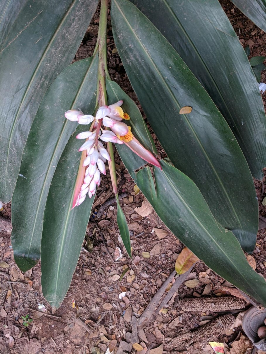 Гавайский имбирь