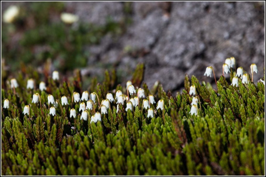 Cassiope lycopodioides