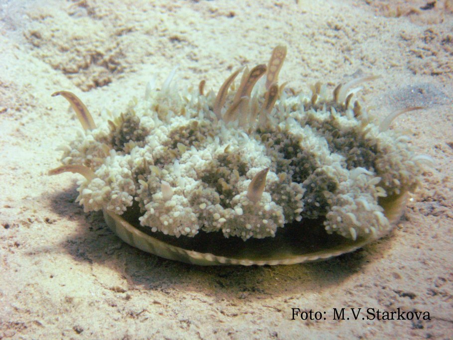 Криптотехен Стеллера