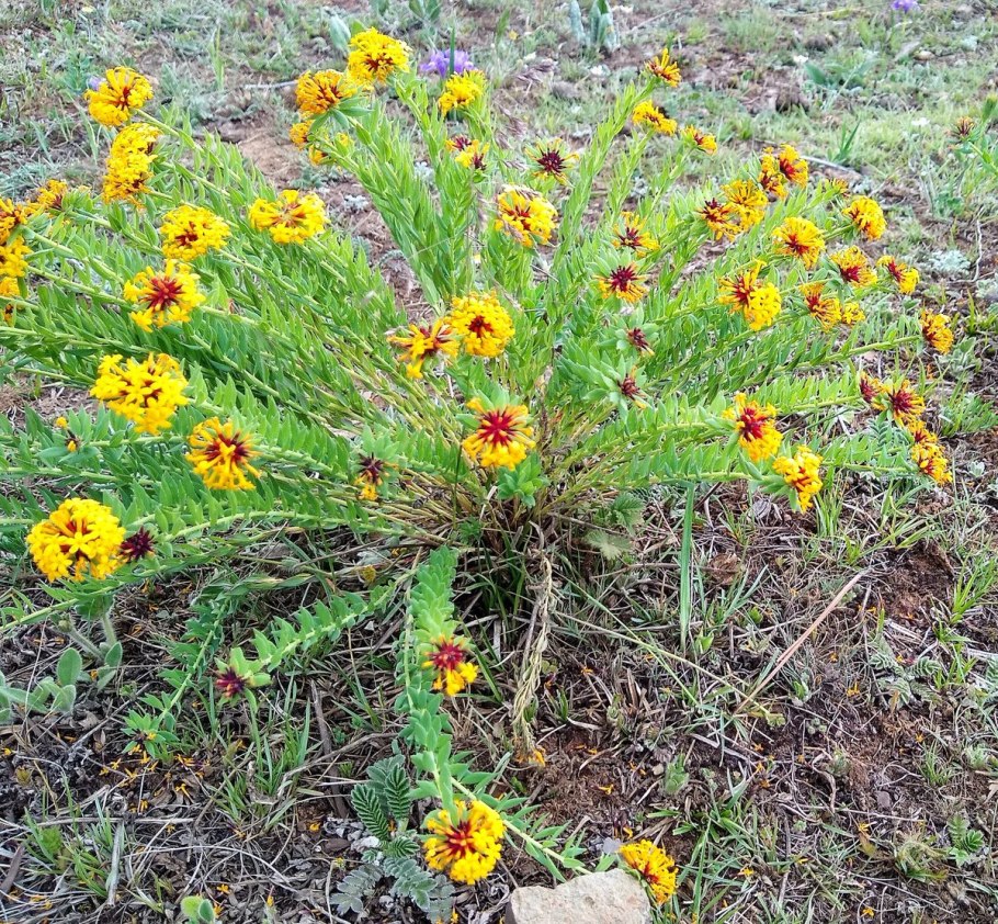 Вековые растения