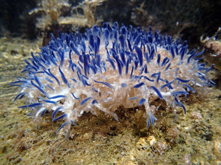 Андромеда на полный Кадр