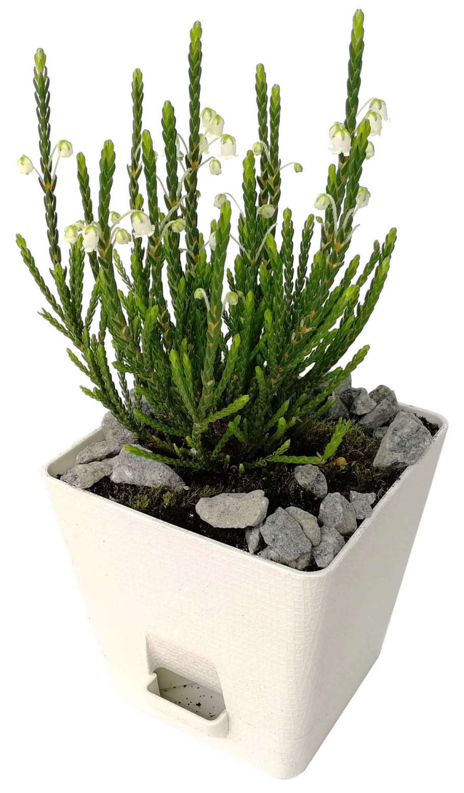 Кассиопея в тундре