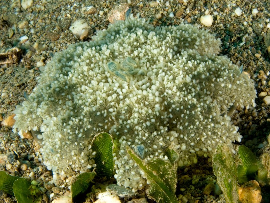 Кассиопея гадание