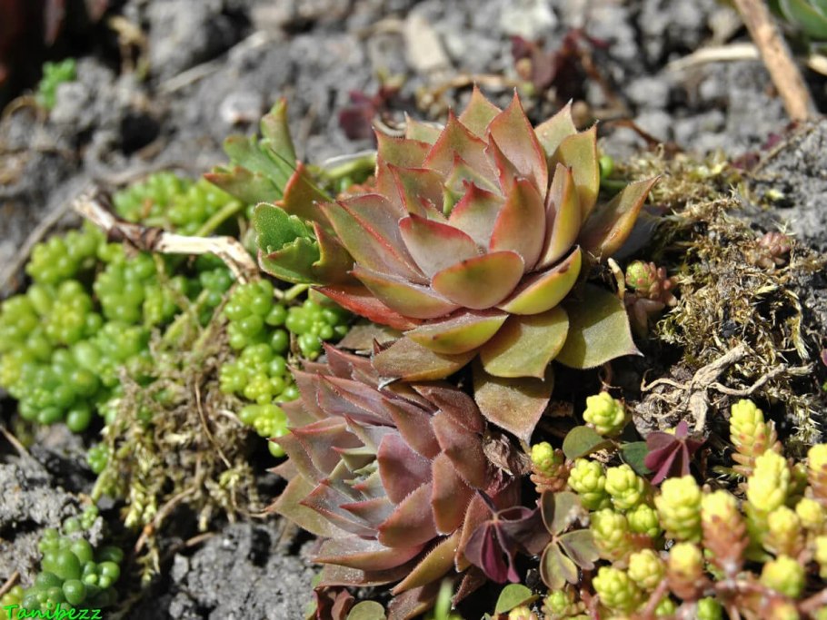 Тундровая Флора