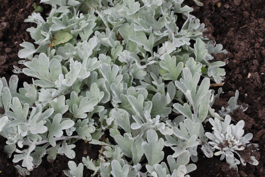 Кассиопея Дункан