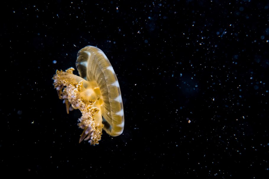 Саженцы Кассиопея