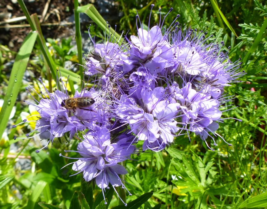 Фацелия пижмолистная Радуга