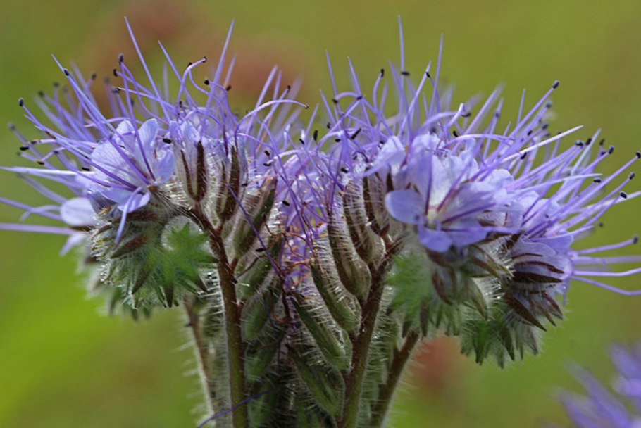 Фацелия калифорнийский колокольчик