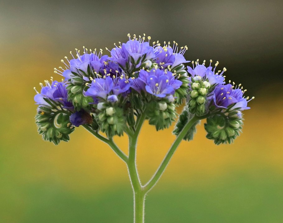 Фацелия пижмолистная