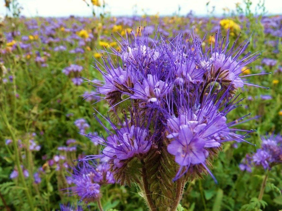 Фацелия пижмолистная Phacelia tanacetifolia
