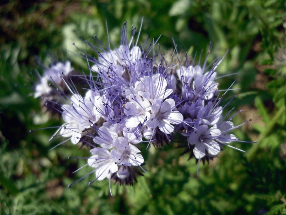 Фацелия пижмолистная Радуга