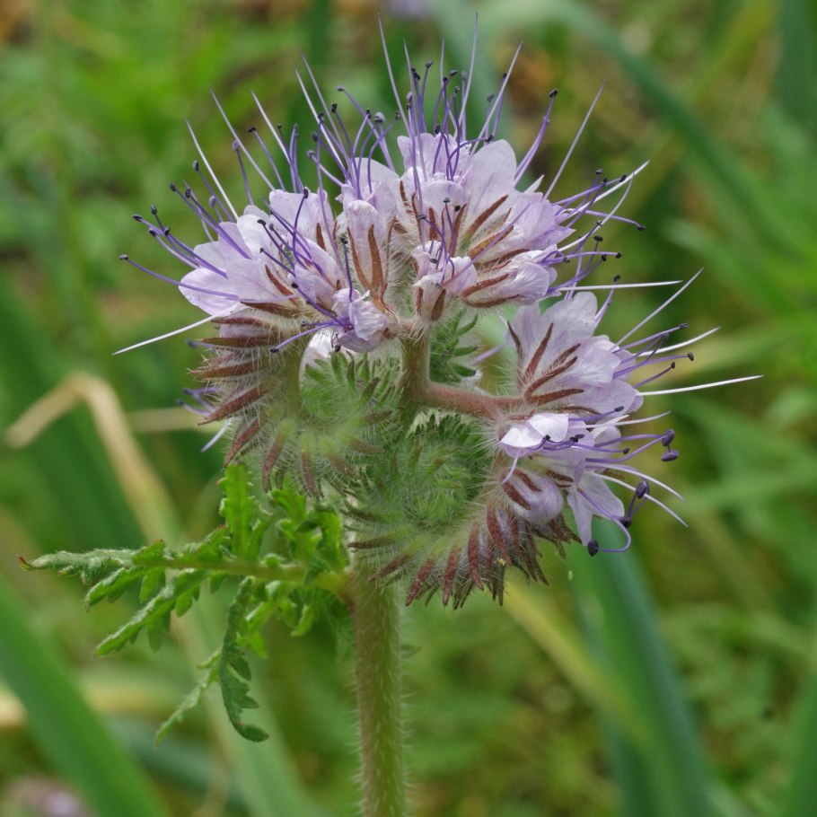 Фацелия рябинколистная (Phacelia tanacetifolia)