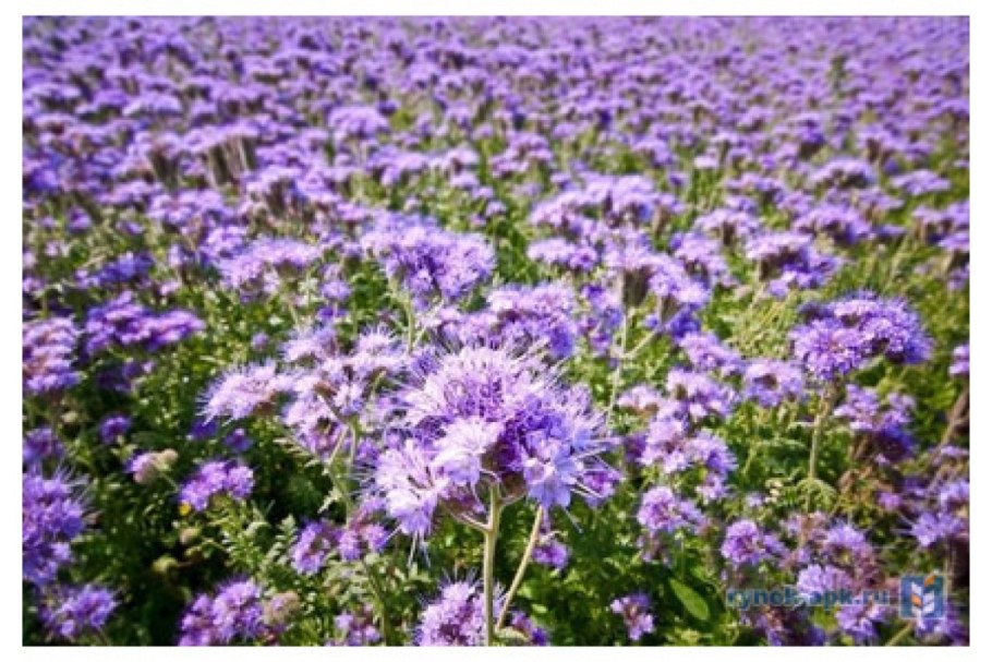 Фацелия пижмолистная