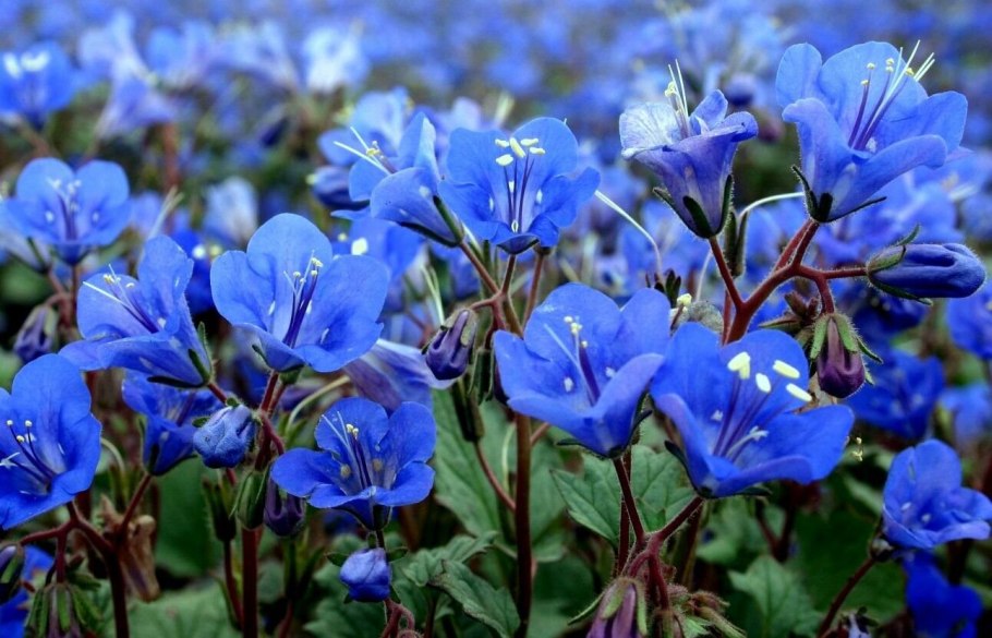 Фацелия колокольчатая голубая