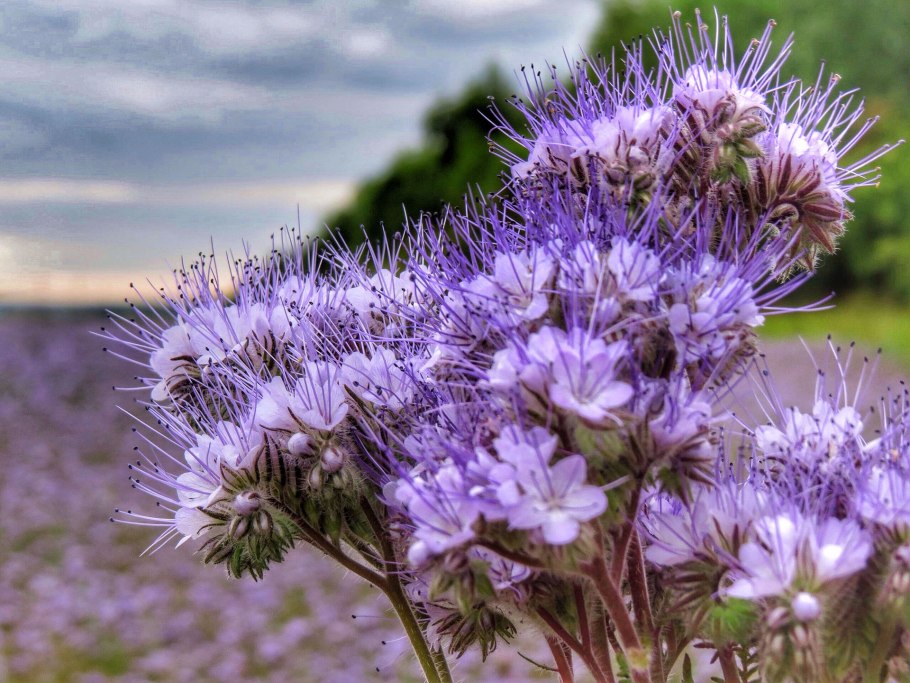 Фацелия калифорнийский колокольчик