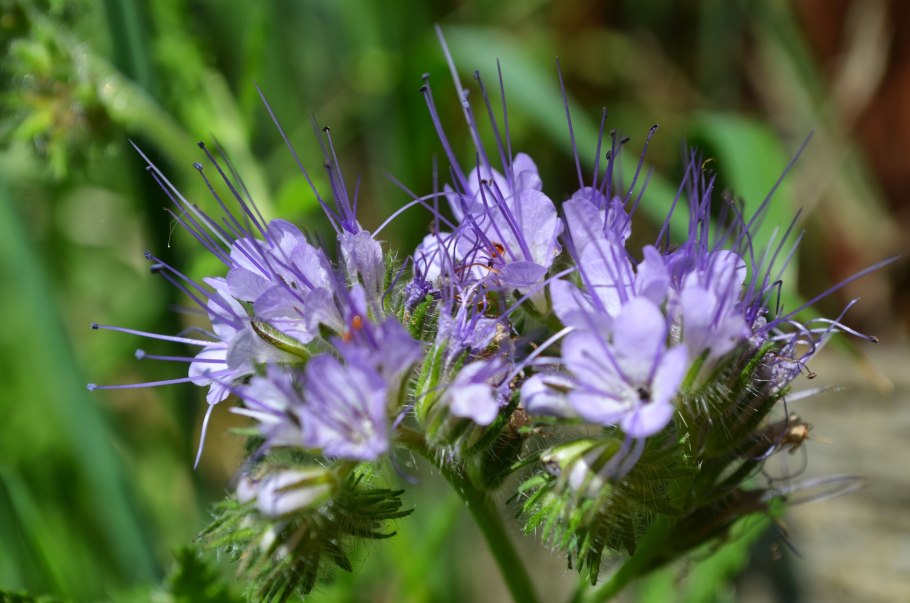 Фацелия пижмолистная