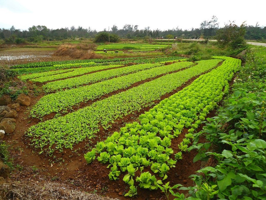 Фацелия рябинколистная