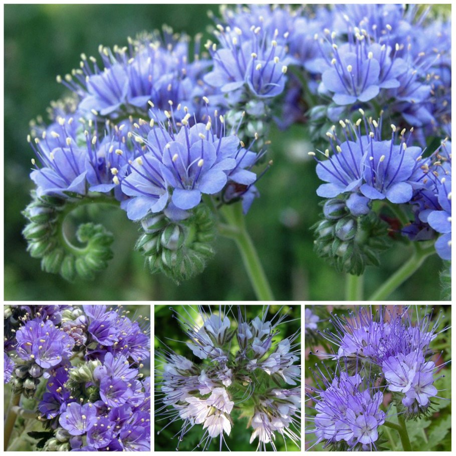 Растение фацелия медонос