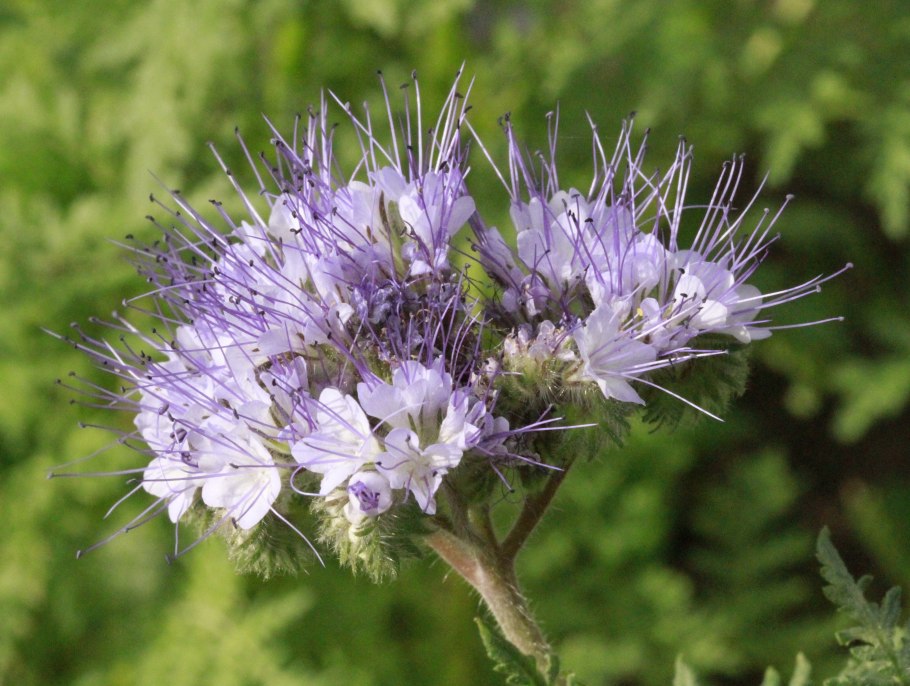 Пижмолистная фацелия пижмолистная