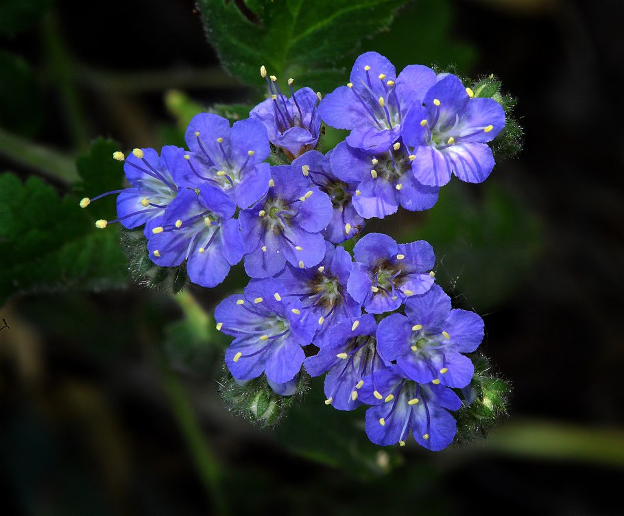 Фацелия пижмолистная Phacelia tanacetifolia