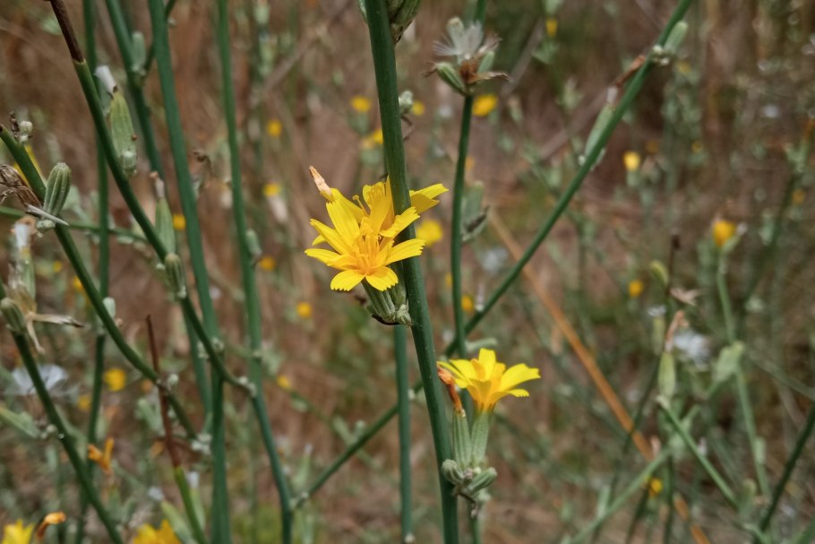 Хондрилла обыкновенная