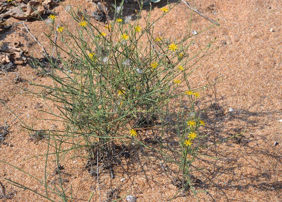 Хондрилла сомнительная