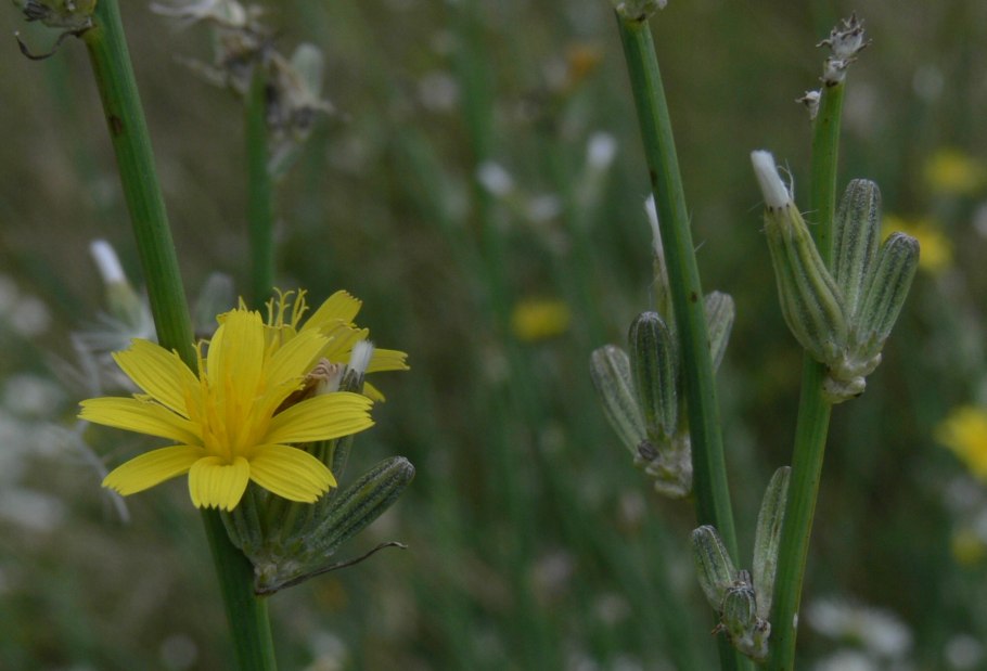 Chondrilla juncea